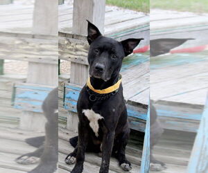 DK- King - Male Mutt Dog for Adoption - Photo #2