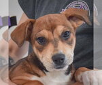 Small #2 Jack Russell Terrier Mix