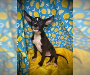 Border Collie-Unknown Mix Dogs for adoption in Pleasanton, TX, USA