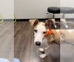 Small Great Dane