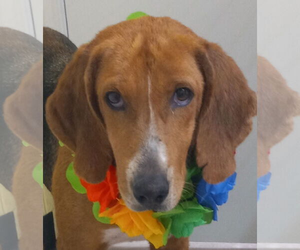 Medium Photo #7 Mutt Puppy For Sale in Murfreesboro, NC, USA