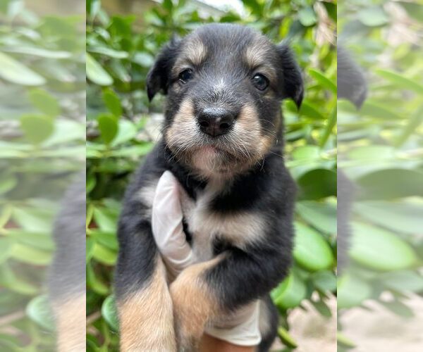 Medium Photo #5 Golden Retriever-Unknown Mix Puppy For Sale in Boonton, NJ, USA