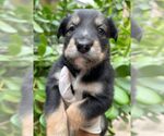 Small #4 Golden Retriever Mix