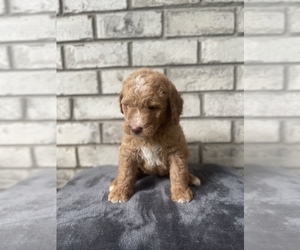 Goldendoodle Puppy for sale in LAMAR, SC, USA