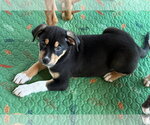 Small #1 Mutt