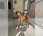 Small #3 Great Dane