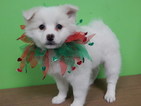 Small Photo #1 American Eskimo Dog Puppy For Sale in HAMMOND, IN, USA