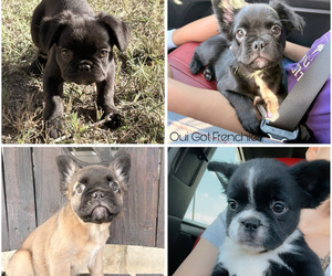 French Bulldog Puppy for Sale in SAN ANTONIO, Texas USA