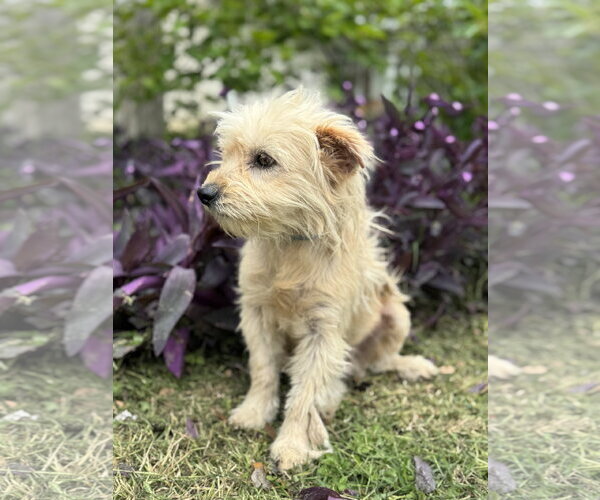 Medium Photo #4 Mutt Puppy For Sale in PIPE CREEK, TX, USA