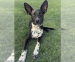 Small Photo #2 Labrador Retriever-Unknown Mix Puppy For Sale in Newport Beach, CA, USA