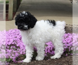 Poodle (Miniature) Puppy for sale in FREDERICKSBURG, OH, USA
