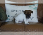 Small #22 Jack Russell Terrier