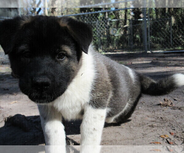 Medium Photo #6 Akita Puppy For Sale in INGLIS, FL, USA