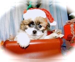 Havanese-Shiranian Mix Puppy for sale in HAMMOND, IN, USA