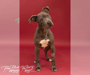 American Pit Bull Terrier Dogs for adoption in Claremore, OK, USA