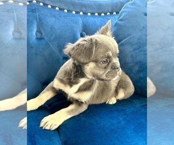 Medium Photo #7 French Bulldog Puppy For Sale in WILSON, WY, USA