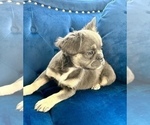 Small Photo #7 French Bulldog Puppy For Sale in WILSON, WY, USA