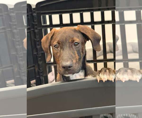 Medium Photo #2 Labrador Retriever-Plott Hound Mix Puppy For Sale in pomfret, CT, USA