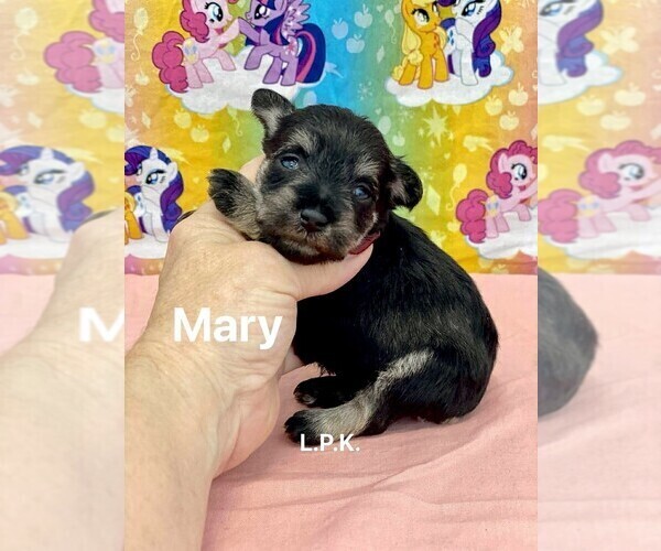 Medium Photo #1 Schnauzer (Miniature) Puppy For Sale in WINNSBORO, LA, USA