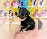 Small Schnauzer (Miniature)