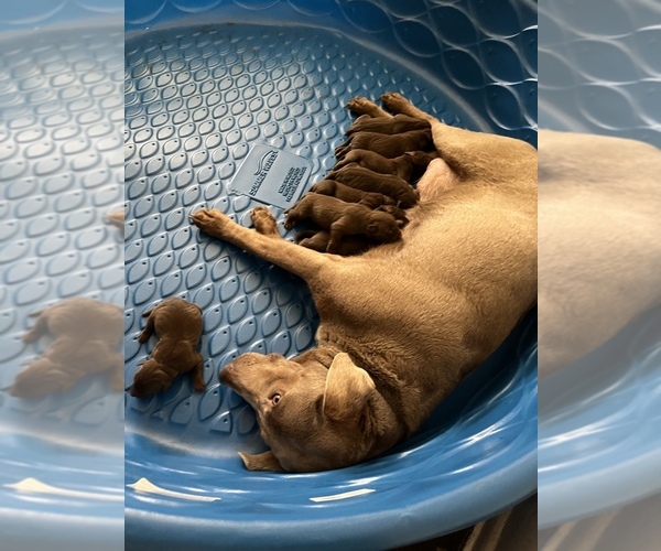 Medium Photo #3 Labrador Retriever Puppy For Sale in SAN ANTONIO, TX, USA