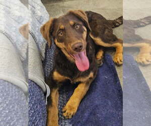 Chesapeake Bay Retriever-Retriever  Mix Dogs for adoption in Agoura Hills, CA, USA