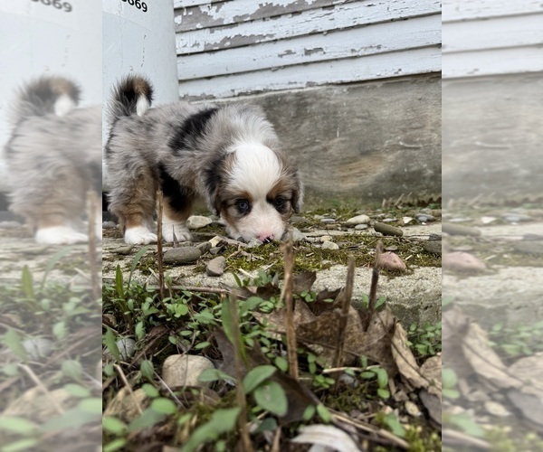 Medium Photo #6 Aussie-Corgi Puppy For Sale in ESPERANCE, NY, USA