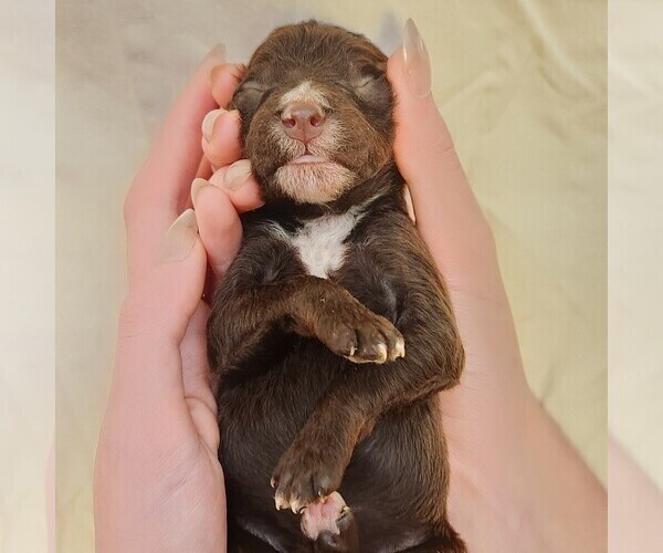 Medium Photo #10 F2 Aussiedoodle Puppy For Sale in COLUMBIA, TN, USA