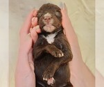 Small #9 F2 Aussiedoodle