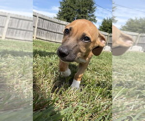 SRV Maya Empire : Judd - Male Dachsador Dog for Adoption - Photo #6