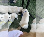 Small Photo #28 Golden Retriever Puppy For Sale in BIG CABIN, OK, USA