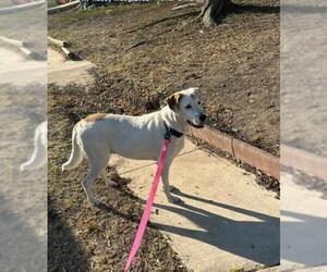 Labrador Retriever-Unknown Mix Dogs for adoption in San Antonio, TX, USA