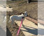 Small Labrador Retriever Mix