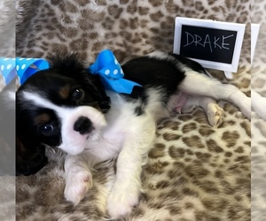 Cavalier King Charles Spaniel Puppy for Sale in ABILENE, Texas USA