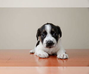 Labrador Retriever-Unknown Mix Dogs for adoption in Garner, NC, USA