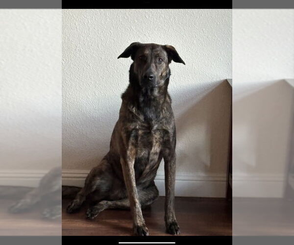 Medium Photo #2 Dutch Shepherd -Unknown Mix Puppy For Sale in San Diego, CA, USA