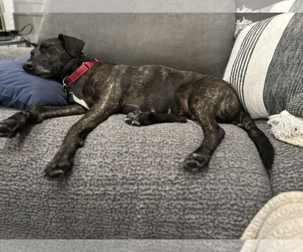 Medium Photo #12 Catahoula Leopard Dog-Plott Hound Mix Puppy For Sale in Oakhurst, NJ, USA