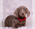 Puppy Carter Dachshund