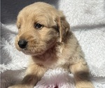 Small Photo #13 Goldendoodle Puppy For Sale in SAN FERNANDO, CA, USA