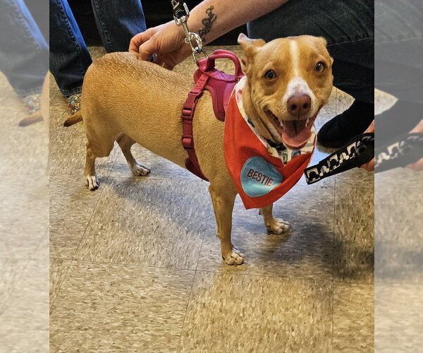 Medium Photo #2 Mutt Puppy For Sale in oakland, FL, USA