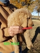 Small Photo #25 Goldendoodle Puppy For Sale in CLARKSVILLE, TX, USA