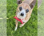 Small #2 Chihuahua