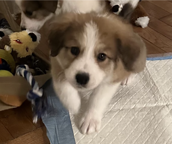 Medium Photo #1 Mutt Puppy For Sale in Brooklyn, NY, USA