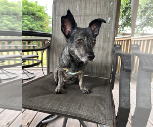 Maci - Female Chiweenie Dog for Adoption - Photo #4