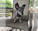 Small Photo #4 Chiweenie Puppy For Sale in Weston, FL, USA