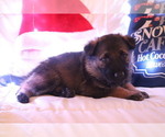 Small #3 German Shepherd Dog-Timber Wolf Mix