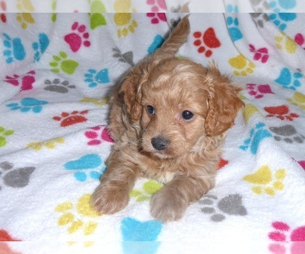 Medium Photo #4 Cavapoo-Poodle (Miniature) Mix Puppy For Sale in ORO VALLEY, AZ, USA