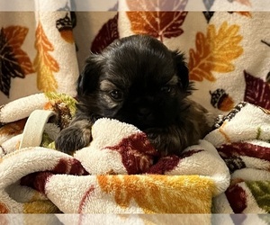 Shih Tzu Puppy for sale in SUSSEX, NJ, USA