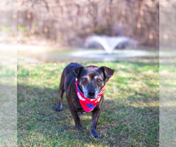 Medium Photo #3 Dachshund-Unknown Mix Puppy For Sale in Unionville, PA, USA