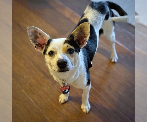 Medium Photo #6 Rat-Cha Puppy For Sale in Atlanta, GA, USA